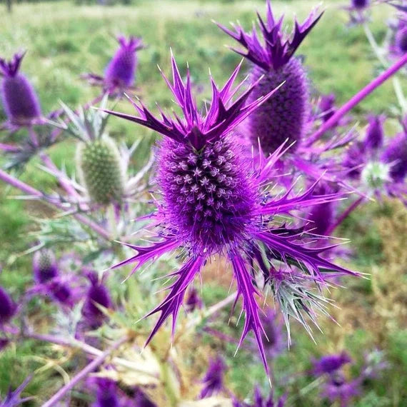 Purple Eryngium Flower seeds for Planting Premium Quality Heirloom & GMO Free Seeds for Home Garden 
 
 Sale seeds for home garden planting