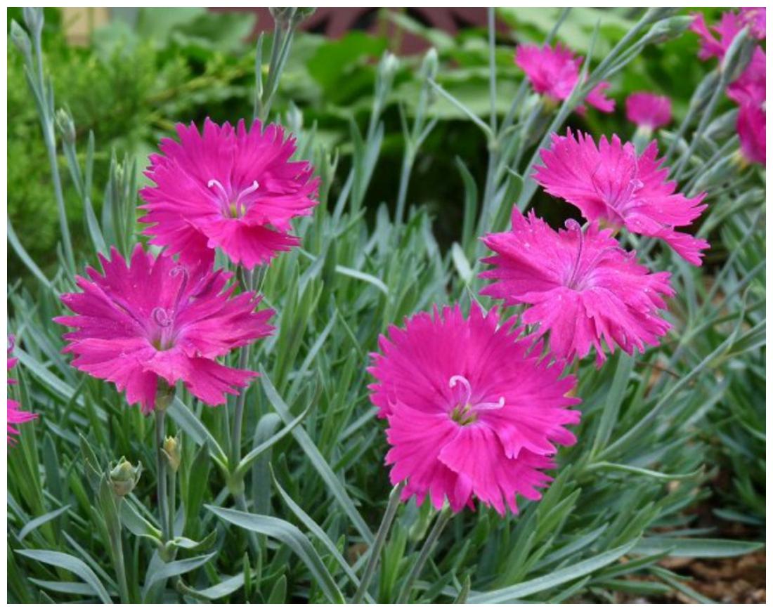 Pink Dianthus Flower seeds for Planting - Perfect for Borders, Heirloom & GMO Free Seeds for Home Garden
 
 Sale seeds for planting in home garden