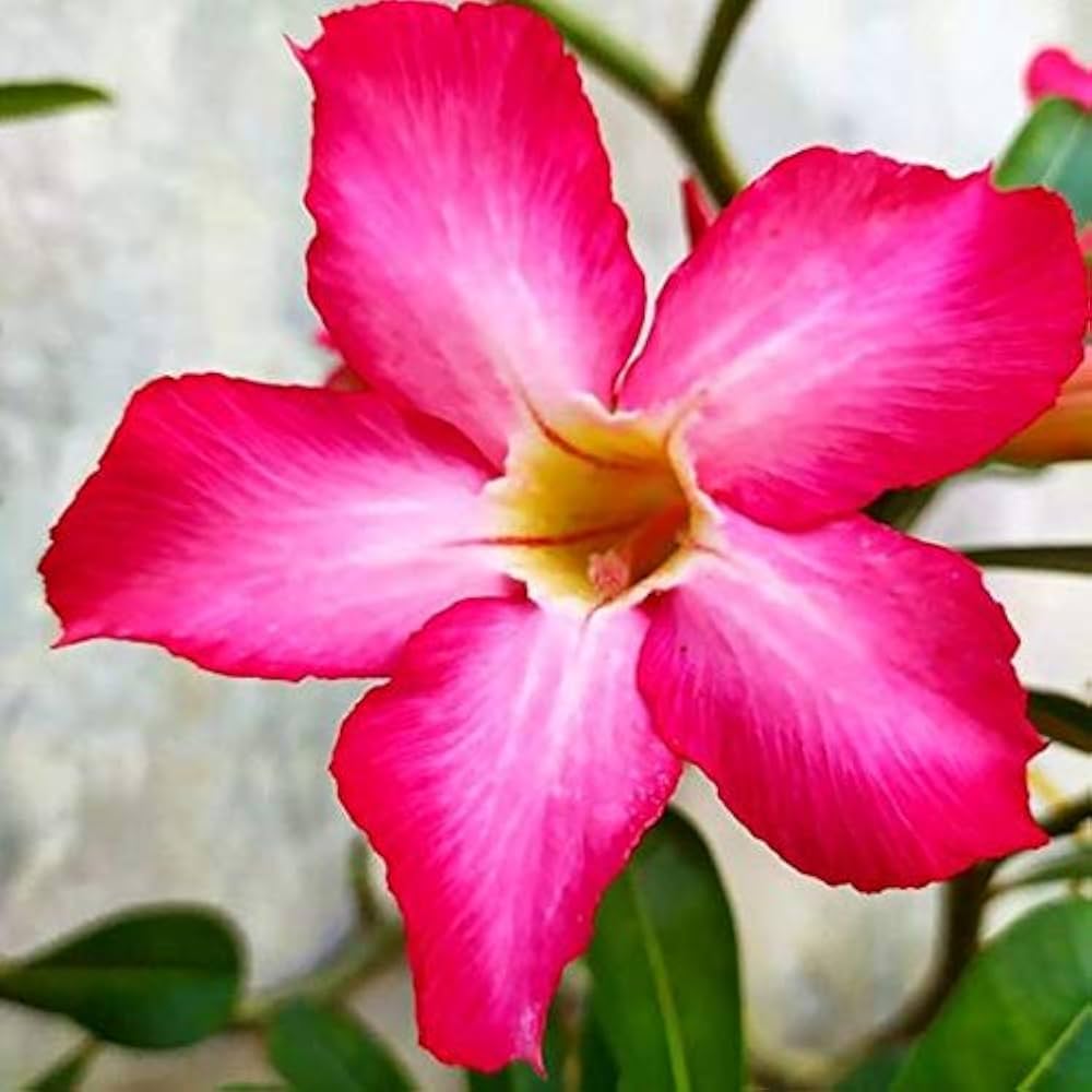 Pink Adenium Flower seeds for Planting Low Maintenance Heirloom & GMO Free Seeds for Home Garden 
 
 Sale seeds for home garden planting