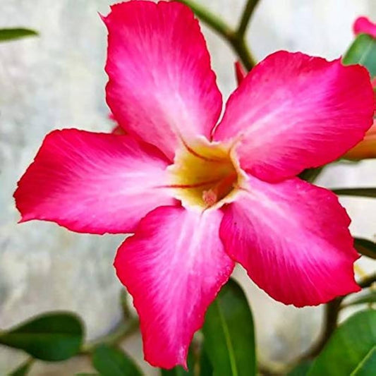 Pink Adenium Flower seeds for Planting Low Maintenance Heirloom & GMO Free Seeds for Home Garden 
 
 Sale seeds for home garden planting