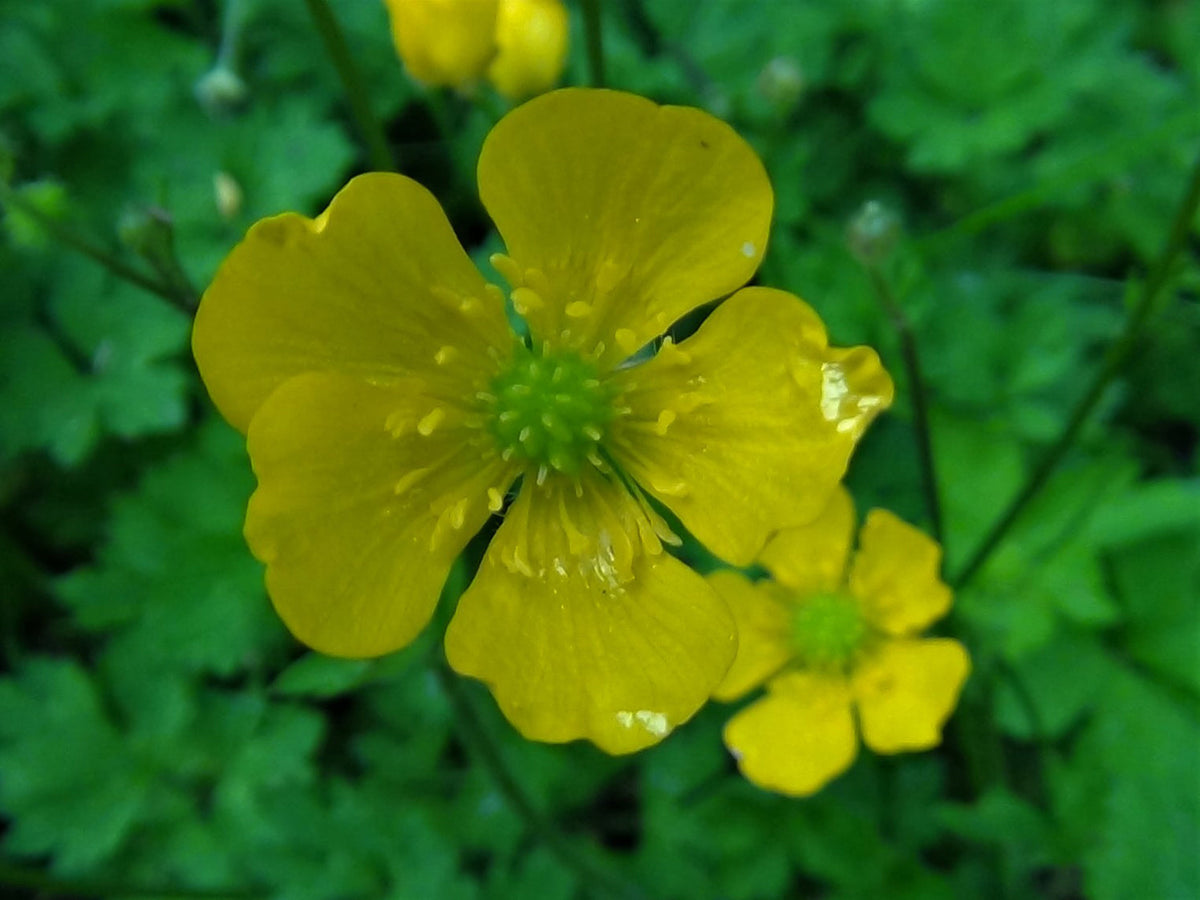 Yellow Buttercup Flower seeds for Planting - Seasonal Bloomer, Heirloom & GMO Free Seeds for Home Garden
 
 Sale seeds for planting in home garden