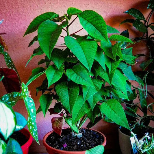 Green Poinsettia Flower seeds for Planting Hardy Variety Heirloom & GMO Free Seeds for Home Garden 
 
 Sale seeds for home garden planting