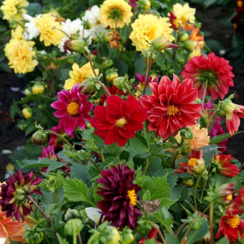 Mixed Color Flower seeds for Planting - Shade Tolerant, Heirloom & GMO Free Seeds for Home Garden
 
 Sale seeds for planting in home garden