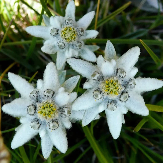White Edelweiss Flower seeds for Planting - Long Bloom Season, Heirloom & GMO Free Seeds for Home Garden
 
 Sale for planting in home garden