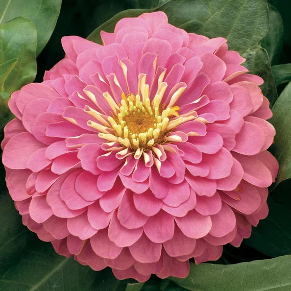 Pastel Mix Zinnia Flower seeds for Planting Long Bloom Season Heirloom & GMO Free Seeds for Home Garden 
 
 Sale seeds for home garden planting