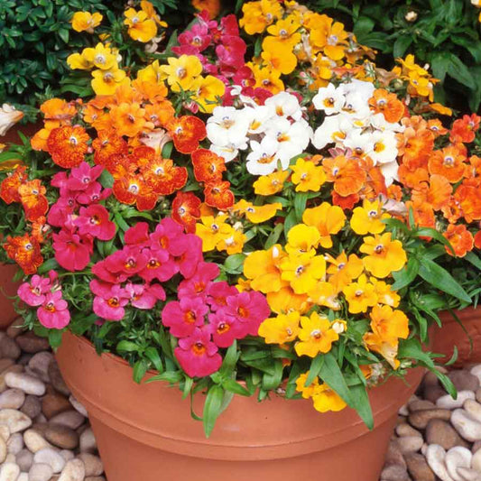 Mixed Nemesia Flower seeds for Planting Garden Favorite Heirloom & GMO Free Seeds for Home Garden 
 
 Sale seeds for home garden planting