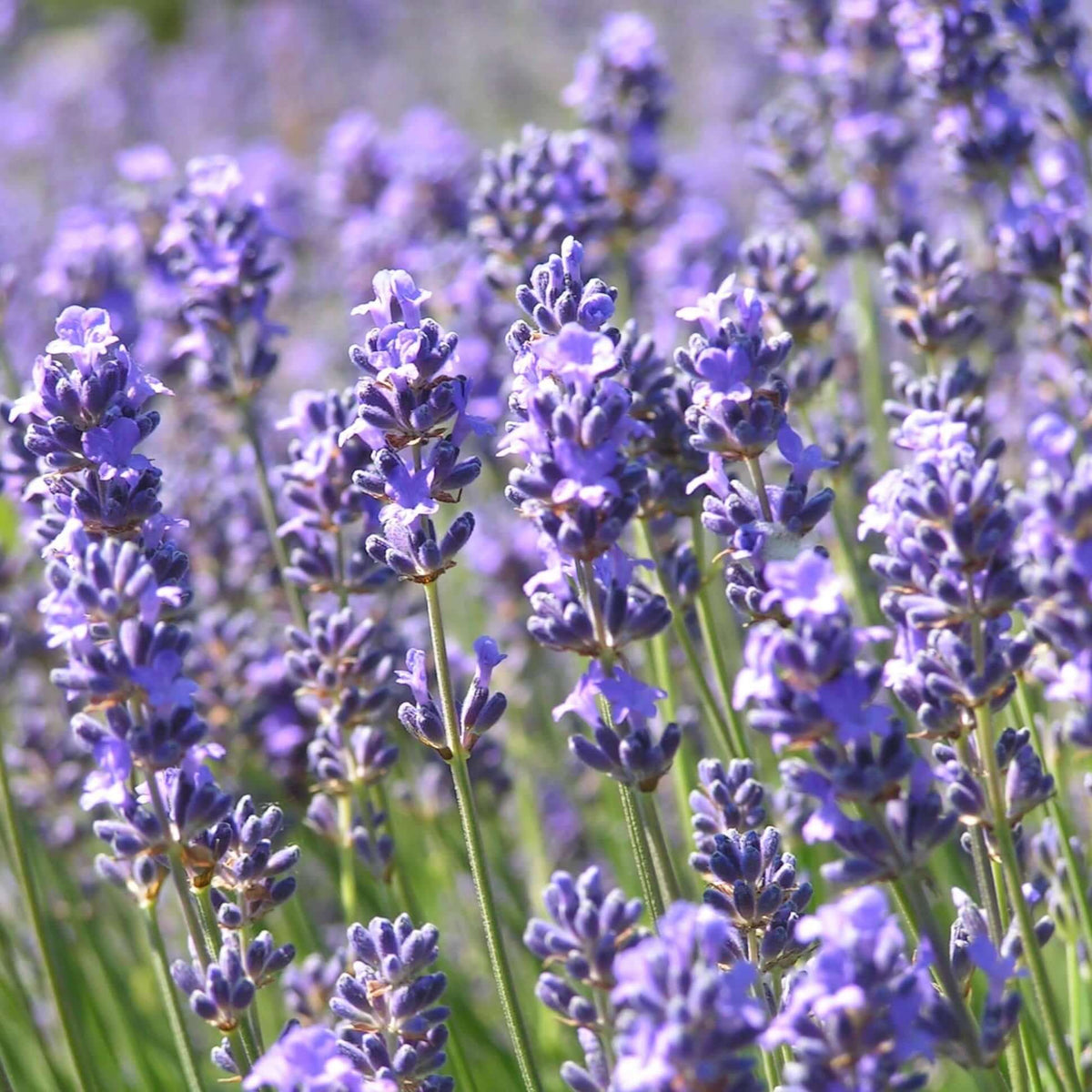 Lavender Munstead Flower seeds for Planting Long Bloom Season Heirloom & GMO Free Seeds for Home Garden 
 
 Sale seeds for home garden planting