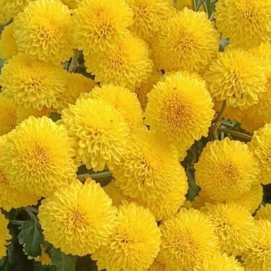 Yellow Chrysanthemum Flower seeds for Planting - Pollinator Friendly, Heirloom & GMO Free Seeds for Home Garden
 
 Sale seeds for planting in home garden