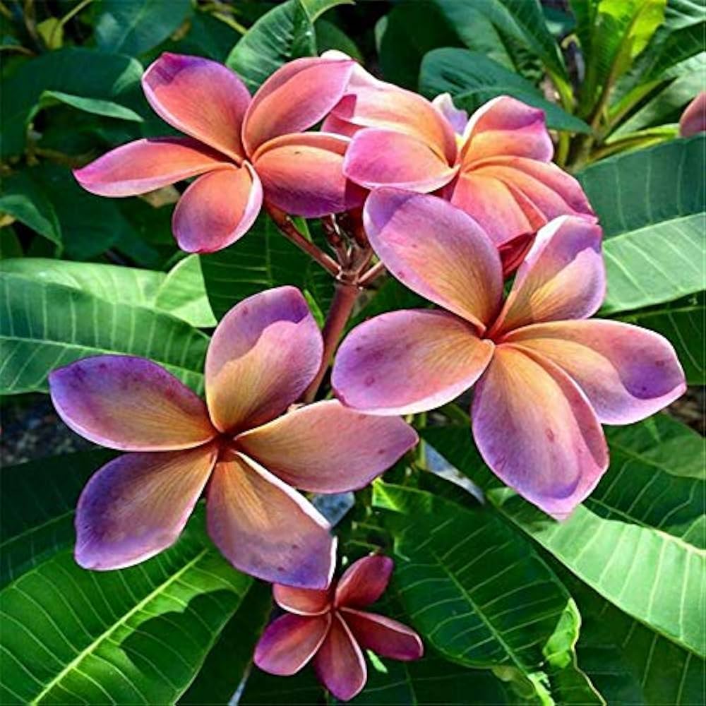 Frangipani Flower seeds for Planting - Long Bloom Season, Heirloom & GMO Free Seeds for Home Garden
 
 Sale for planting in home garden.