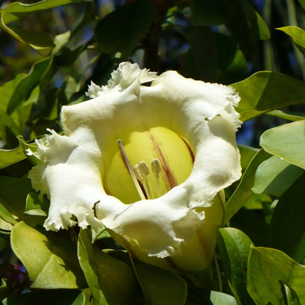 Solandra Grandiflora Flower seeds for Planting Bright Blooms Heirloom & GMO Free Seeds for Home Garden 
 
 Sale seeds for home garden planting