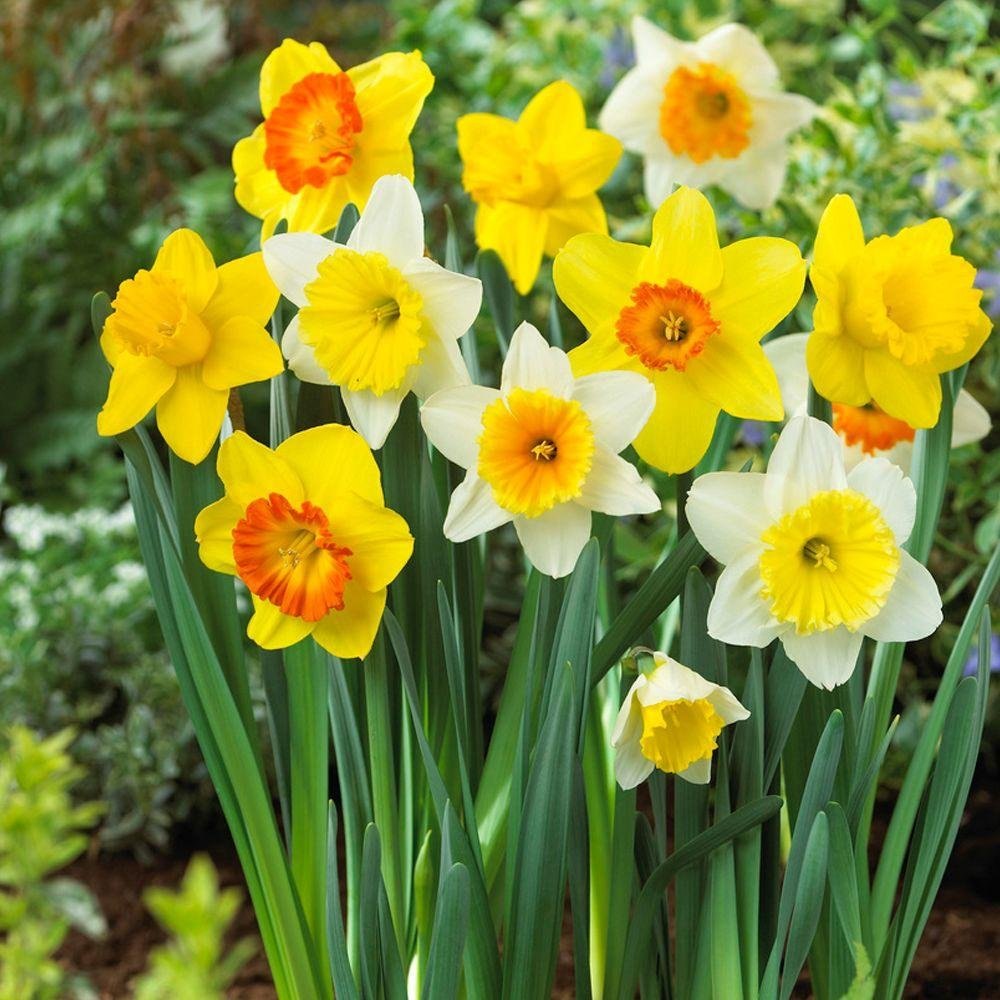 Daffodil Flower seeds for Planting - Low Maintenance, Heirloom & GMO Free Seeds for Home Garden
 
 Sale for planting in home garden