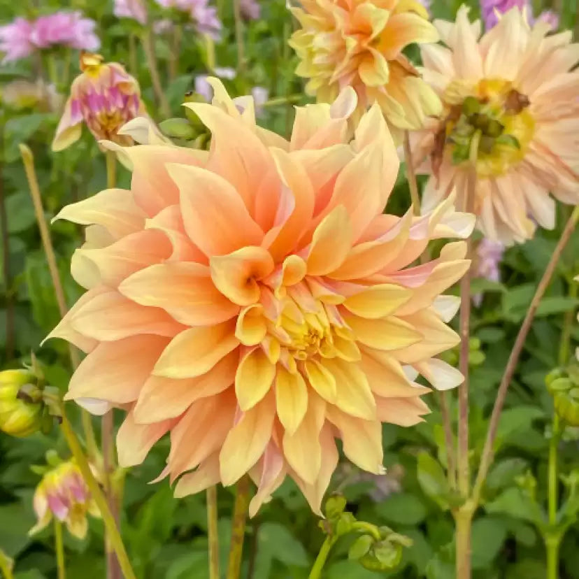 Dahlia Pachyderms Flower seeds for Planting Cut Flower Favorite Heirloom & GMO Free Seeds for Home Garden 
 
 Sale seeds for home garden planting