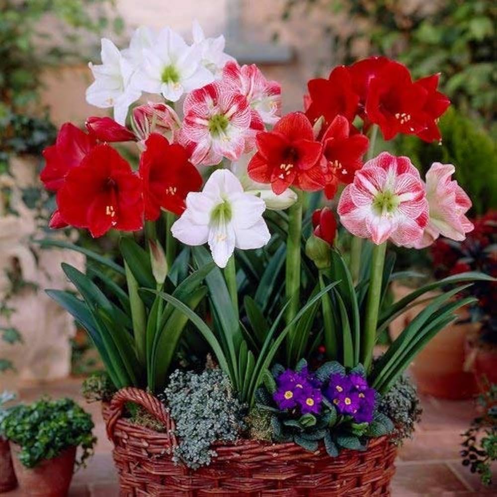 Mixed Amaryllis Flower seeds for Planting Bright Blooms Heirloom & GMO Free Seeds for Home Garden 
 
 Sale seeds for home garden planting