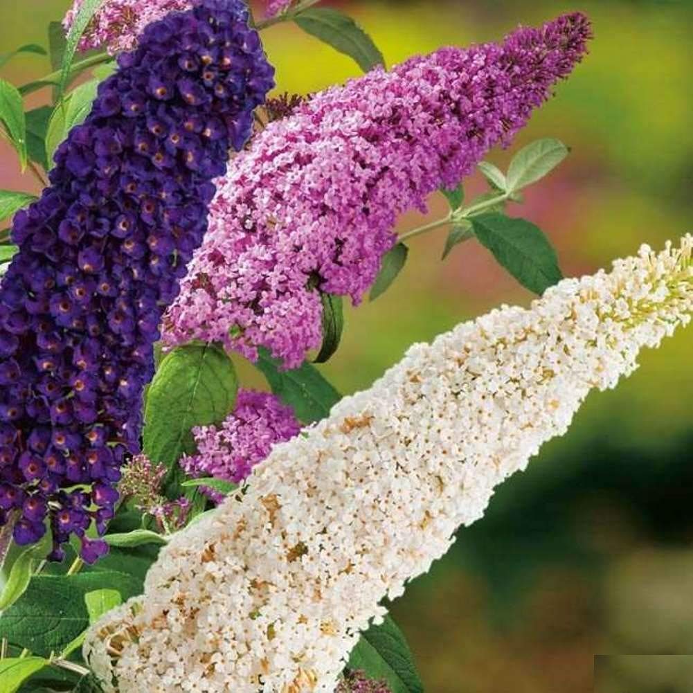 Mixed Buddleia Flower seeds for Planting Compact Growth Heirloom & GMO Free Seeds for Home Garden 
 
 Sale seeds for home garden planting