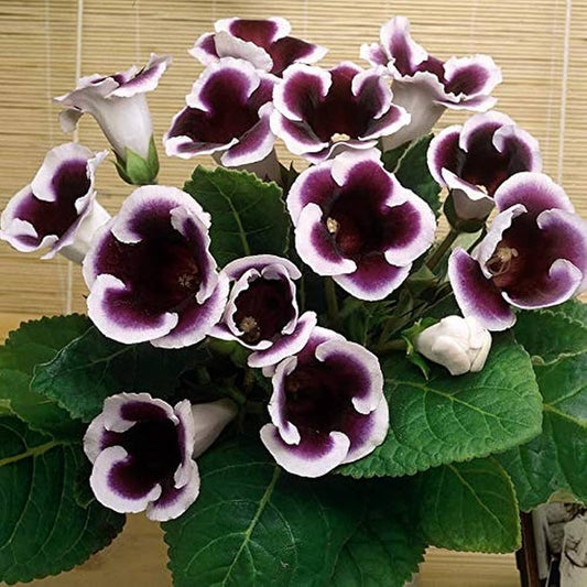 Gloxinia Flower seeds for Planting Sun Loving Heirloom & GMO Free Seeds for Home Garden 
 
 Sale for planting in home garden