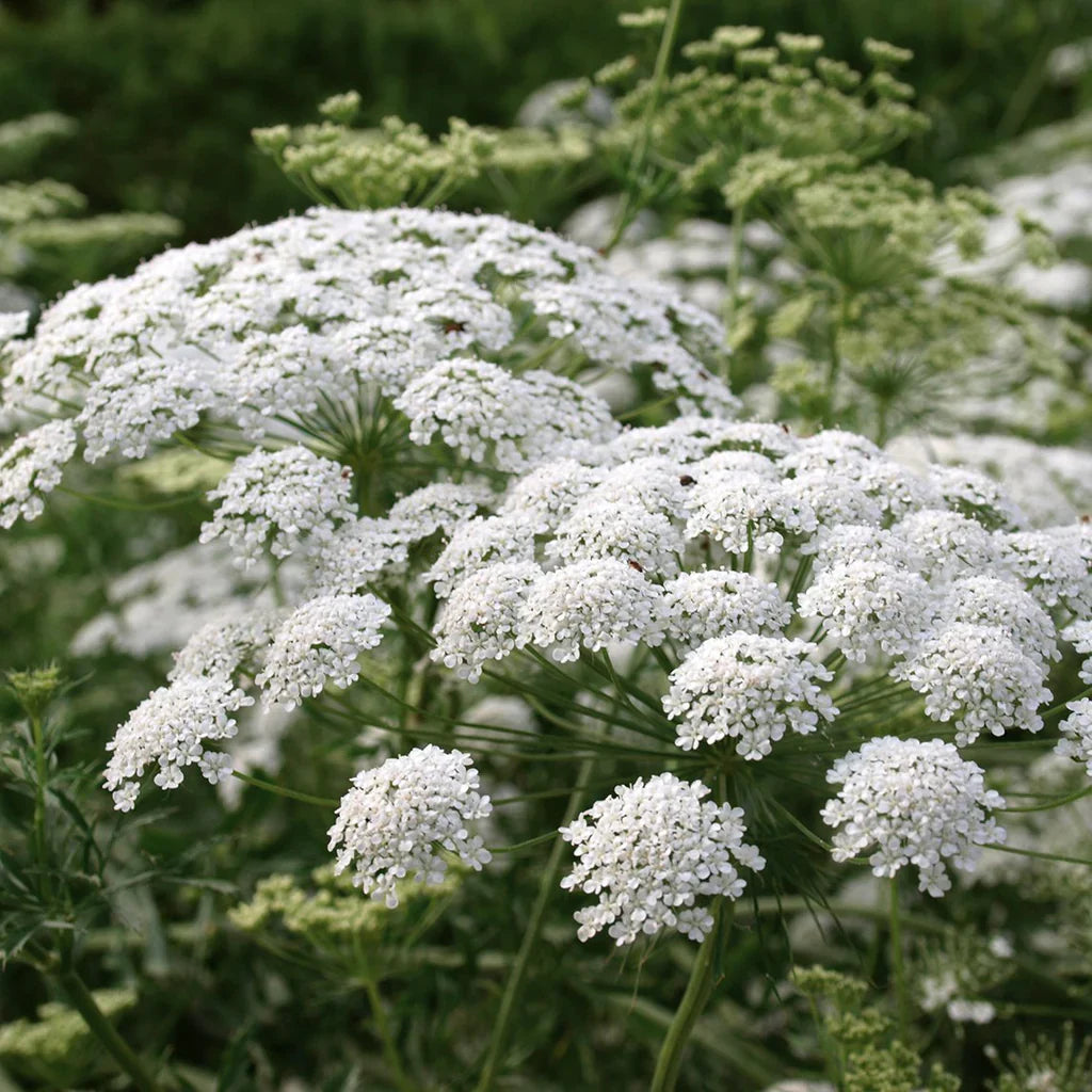 White Bishops Flower seeds for Planting - Vibrant Colors, Heirloom & GMO Free Seeds for Home Garden
 
 Sale seeds for planting in home garden