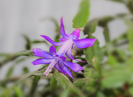 Violet Zygocactus Truncatus Flower seeds for Planting - Compact Growth, Heirloom & GMO Free Seeds for Home Garden
 
 Sale seeds for planting in home garden