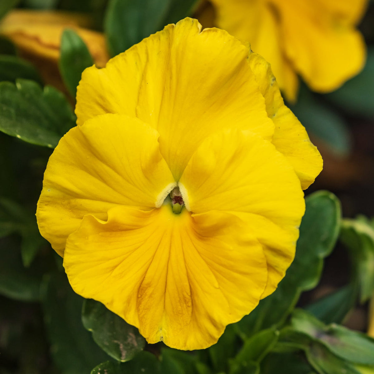 Yellow Swiss Pansy Flower seeds for Planting Garden Favorite Heirloom & GMO Free Seeds for Home Garden
 
 Sale seeds for home garden planting