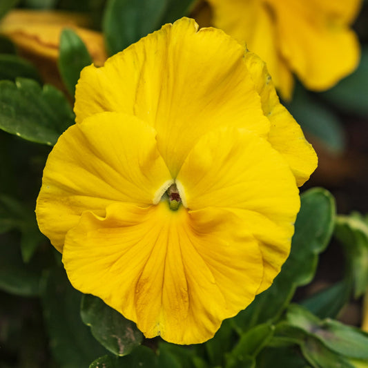 Yellow Swiss Pansy Flower seeds for Planting Garden Favorite Heirloom & GMO Free Seeds for Home Garden
 
 Sale seeds for home garden planting