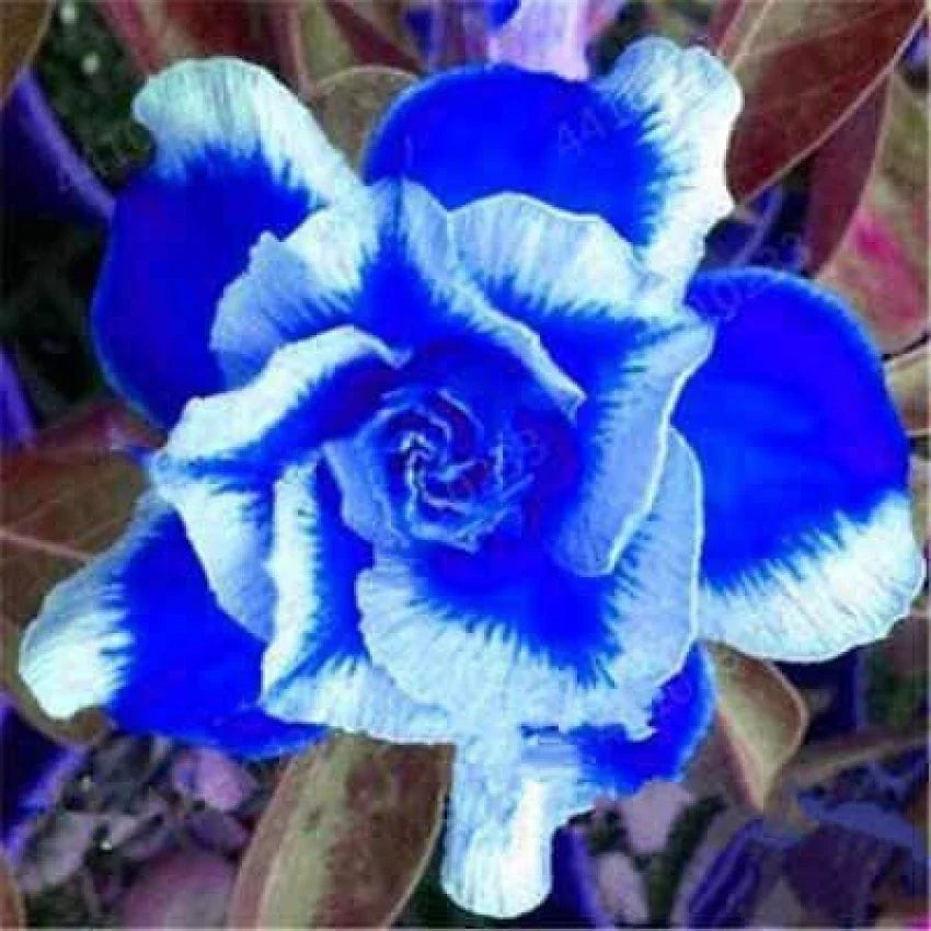 Blue White Adenium Flower seeds for Planting - Cottage Garden Essential, Heirloom & GMO Free Seeds for Home Garden
 
 Sale seeds for planting in home garden