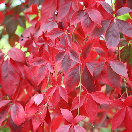 Parthenocissus Flower seeds for Planting Wildflower Mix Heirloom & GMO Free Seeds for Home Garden 
 
 Sale seeds for home garden planting