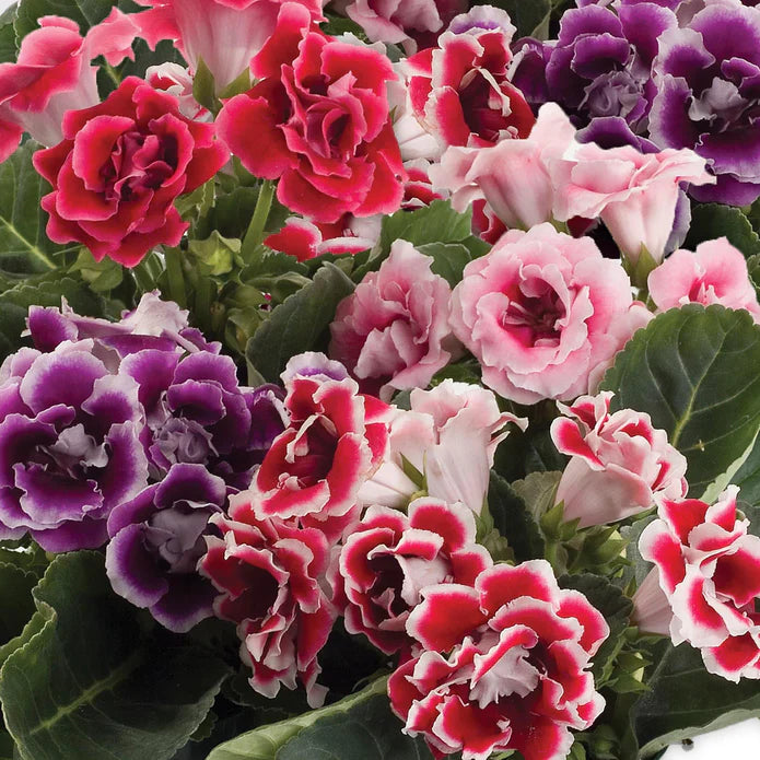 Mix Color Gloxinia Flower seeds for Planting Compact Growth Heirloom & GMO Free Seeds for Home Garden
 
 Sale seeds for home garden planting