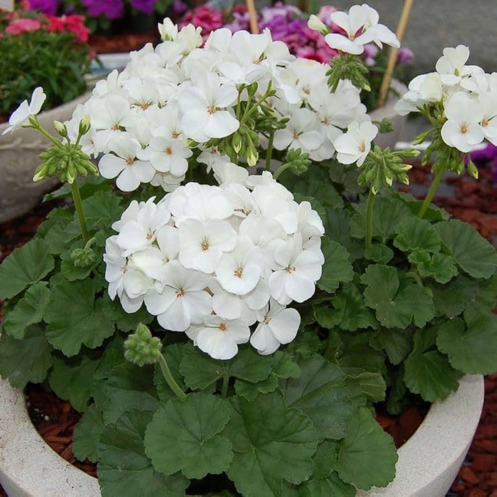 White Pelargonium Flower seeds for Planting Drought Tolerant Heirloom & GMO Free Seeds for Home Garden
 
 Sale seeds for home garden planting