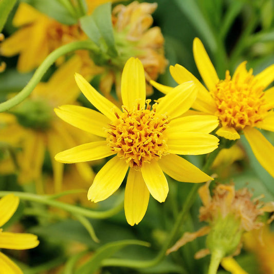 Yellow Arnica Montana Flower seeds for Planting Vibrant Colors Heirloom & GMO Free Seeds for Home Garden 
 
 Sale seeds for home garden planting