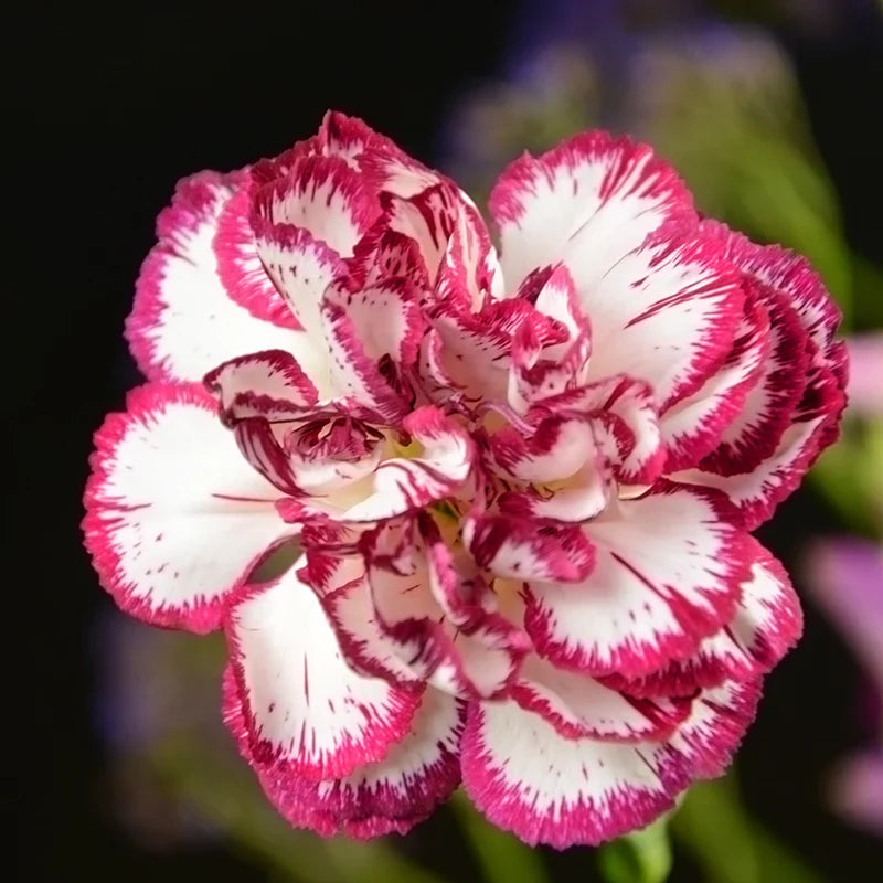 Red White Carnations Flower seeds for Planting Seasonal Bloomer Heirloom & GMO Free Seeds for Home Garden 
 
 Sale seeds for home garden planting