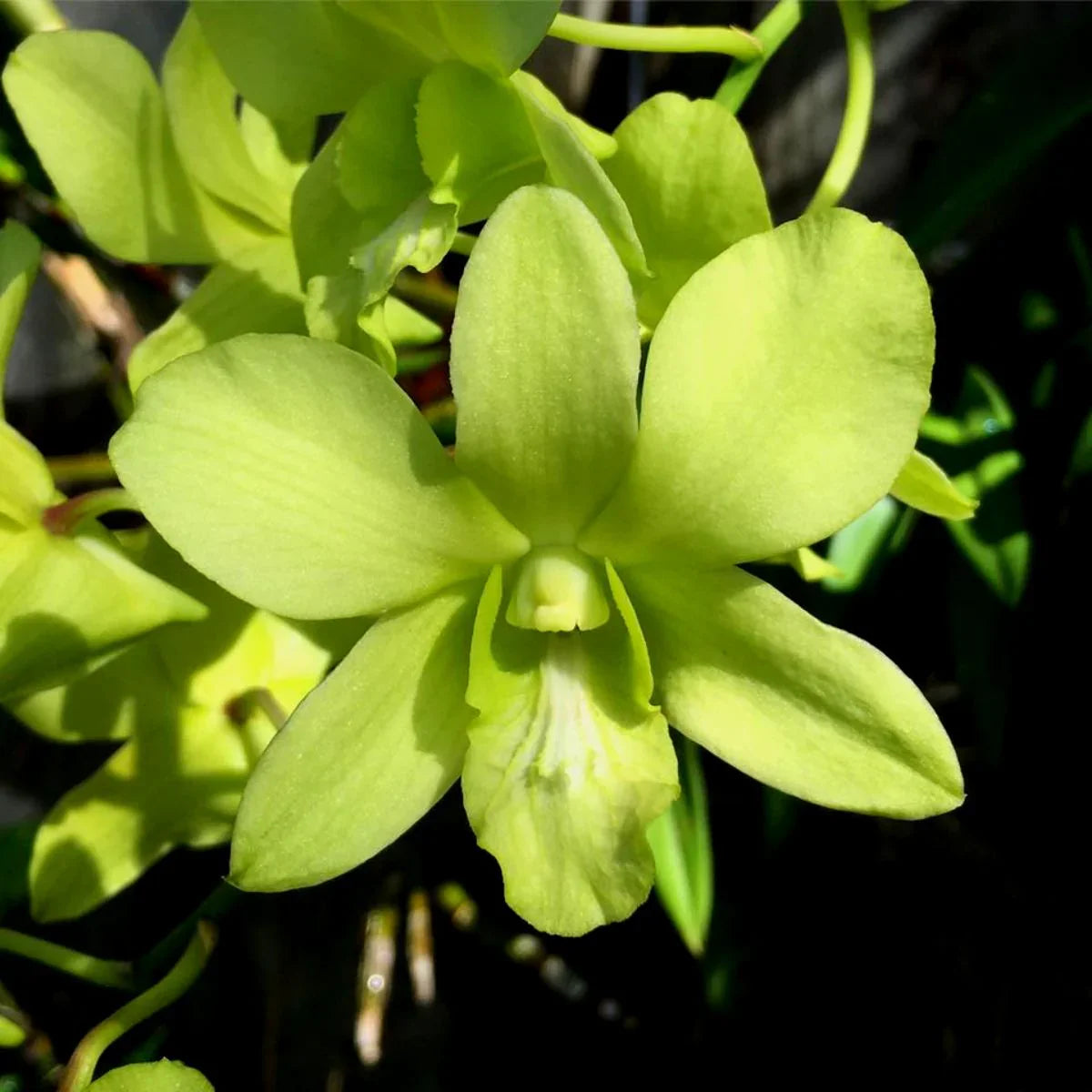 Green Dendrobium Flower seeds for Planting - Drought Tolerant, Heirloom & GMO Free Seeds for Home Garden
 
 Sale for planting in home garden