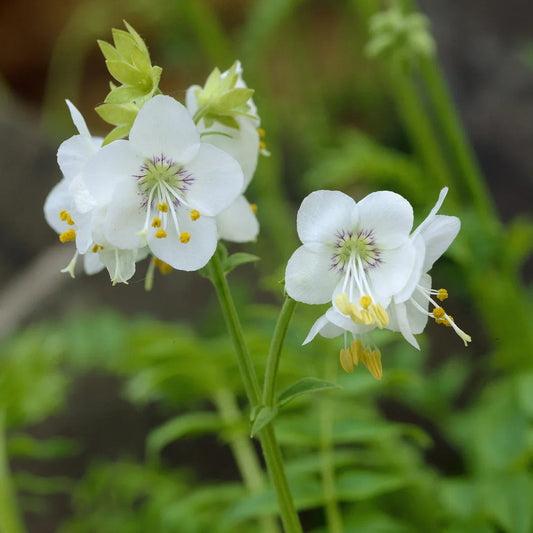Jacob's Ladder Flower seeds for Planting Compact Growth Heirloom & GMO Free Seeds for Home Garden 
 
 Sale seeds for home garden planting
