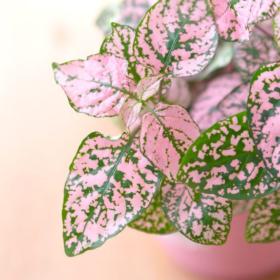 Light Pink Green Hypoestes Flower seeds for Planting Low Maintenance Heirloom & GMO Free Seeds for Home Garden
 
 Sale seeds for home garden planting
