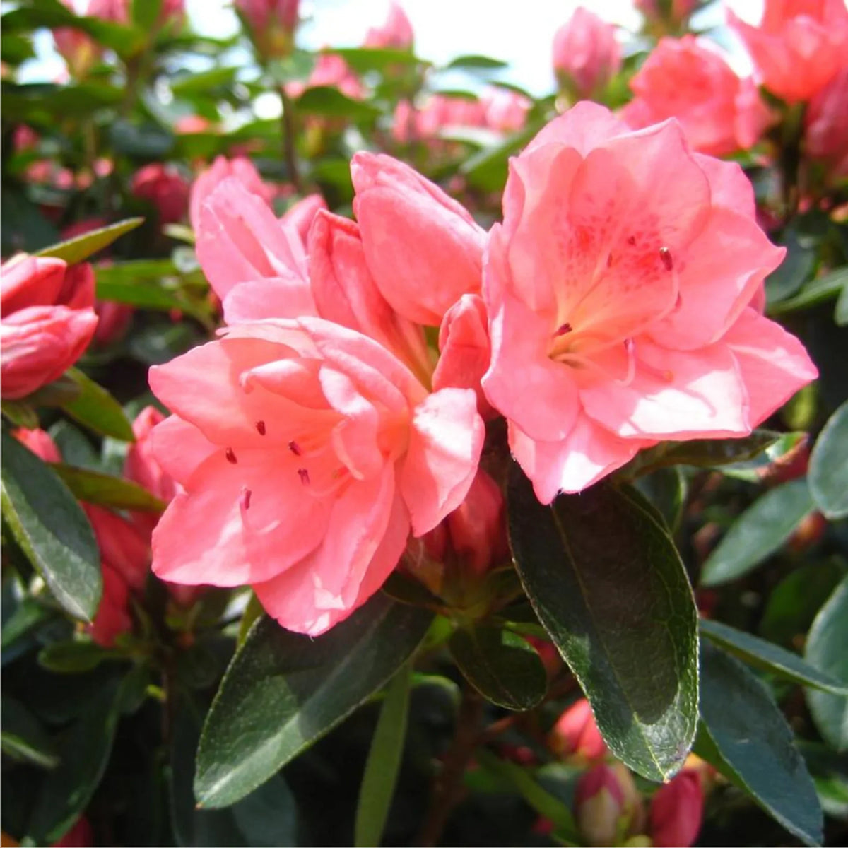 Pink Rhododendron Azalea Flower Seeds Flower seeds for Planting Bright Blooms Heirloom & GMO Free Seeds for Home Garden
 
 Sale seeds for home garden planting