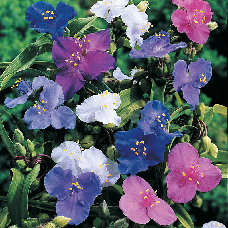 Spiderwort Shimmer Flower seeds for Planting Pollinator Friendly Heirloom & GMO Free Seeds for Home Garden 
 
 Sale seeds for home garden planting