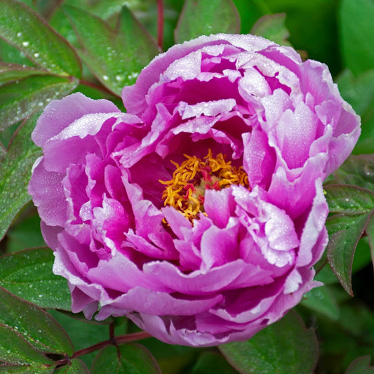 Purple Paeonia Suffruticosa Flower seeds for Planting - Hardy Variety, Heirloom & GMO Free Seeds for Home Garden
 
 Sale seeds for planting in home garden