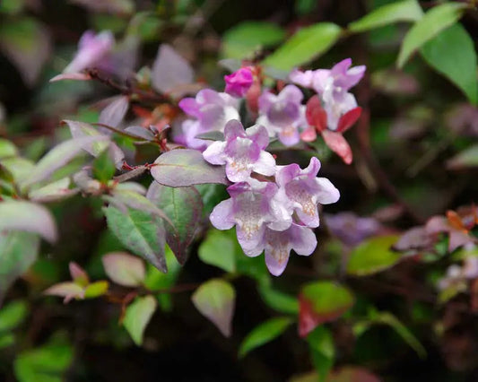 Lavender Abelia Flower seeds for Planting - Low Maintenance, Heirloom & GMO Free Seeds for Home Garden
 
 Sale seeds for planting in home garden
