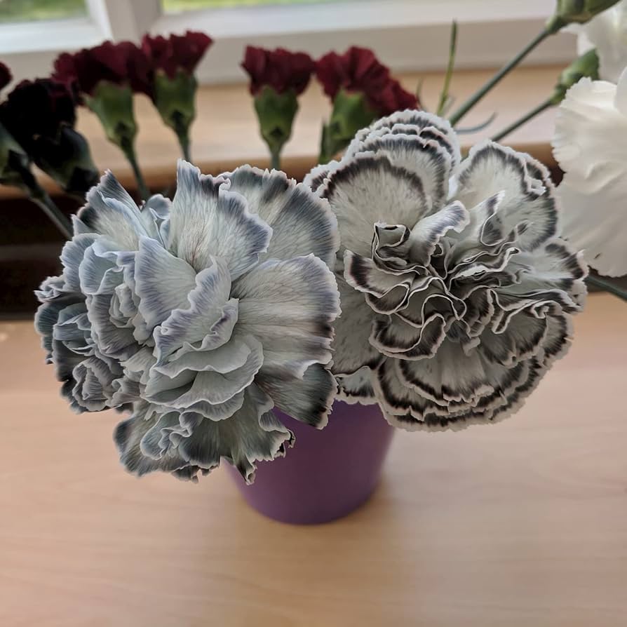 Gray Carnation Flower seeds for Planting Vibrant Colors Heirloom & GMO Free Seeds for Home Garden
 
 Sale seeds for home garden planting