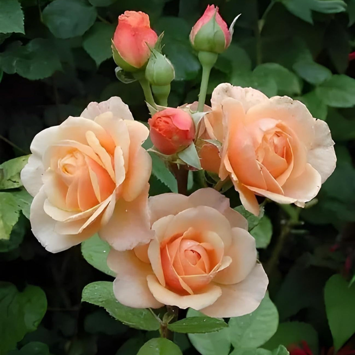 Peach Rose Flower seeds for Planting Sun Loving Heirloom & GMO Free Seeds for Home Garden
 
 Sale seeds for home garden planting