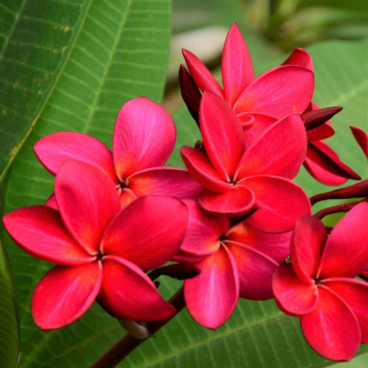 Red Frangipani Flower seeds for Planting - Perfect for Borders, Heirloom & GMO Free Seeds for Home Garden
 
 Sale for planting in home garden