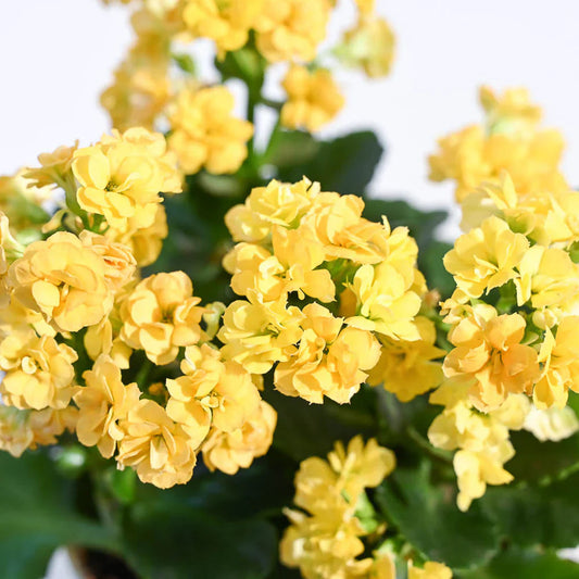 Yellow Kalanchoe Flower seeds for Planting Seasonal Bloomer Heirloom & GMO Free Seeds for Home Garden 
 
 Sale seeds for home garden planting