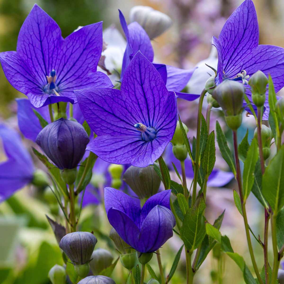 Balloon Flower seeds for Planting Drought Tolerant Heirloom & GMO Free Seeds for Home Garden 
 
 Sale seeds for home garden planting