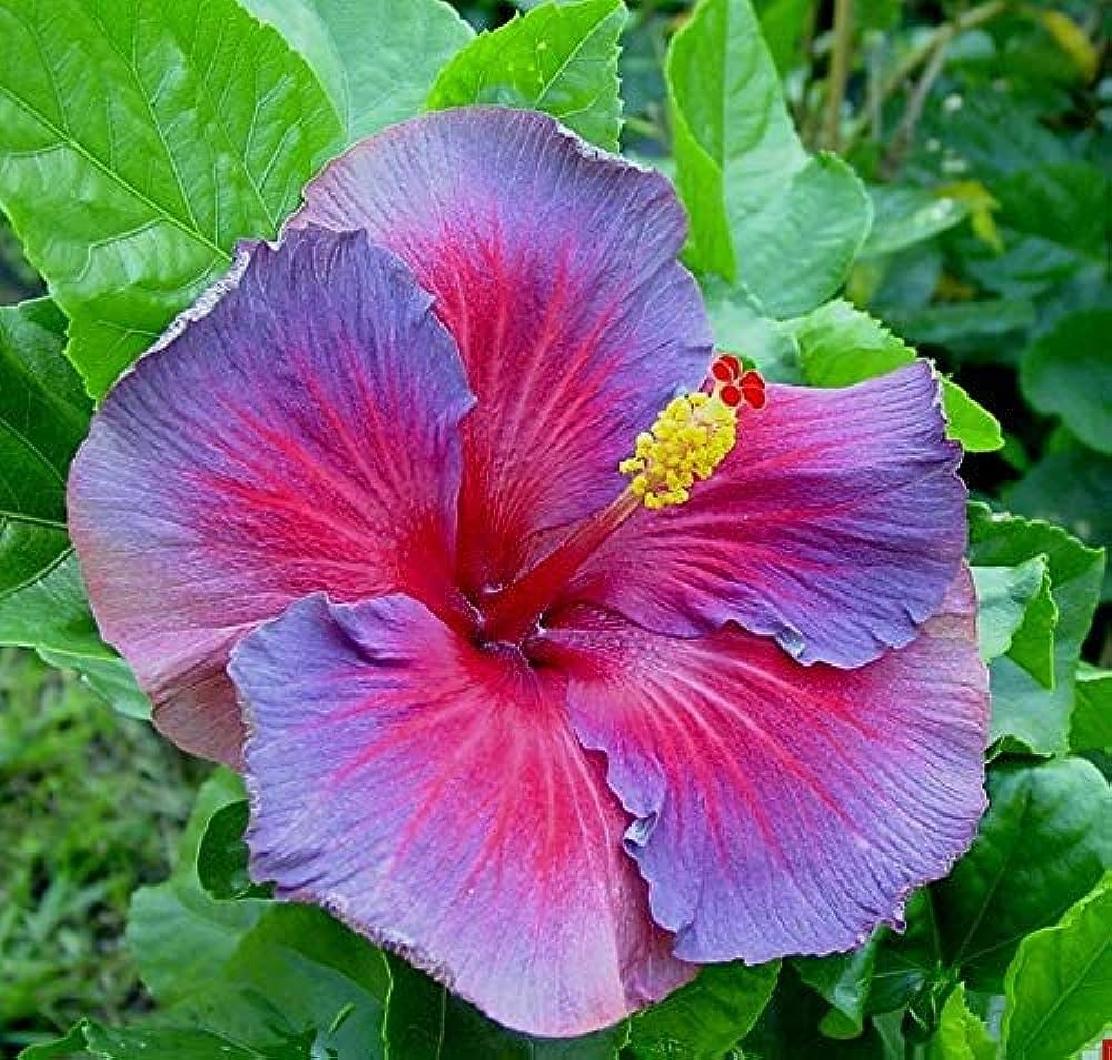 Hibiscus Purple Pink Flower seeds for Planting - Low Maintenance, Heirloom & GMO Free Seeds for Home Garden
 
 Sale seeds for planting in home garden