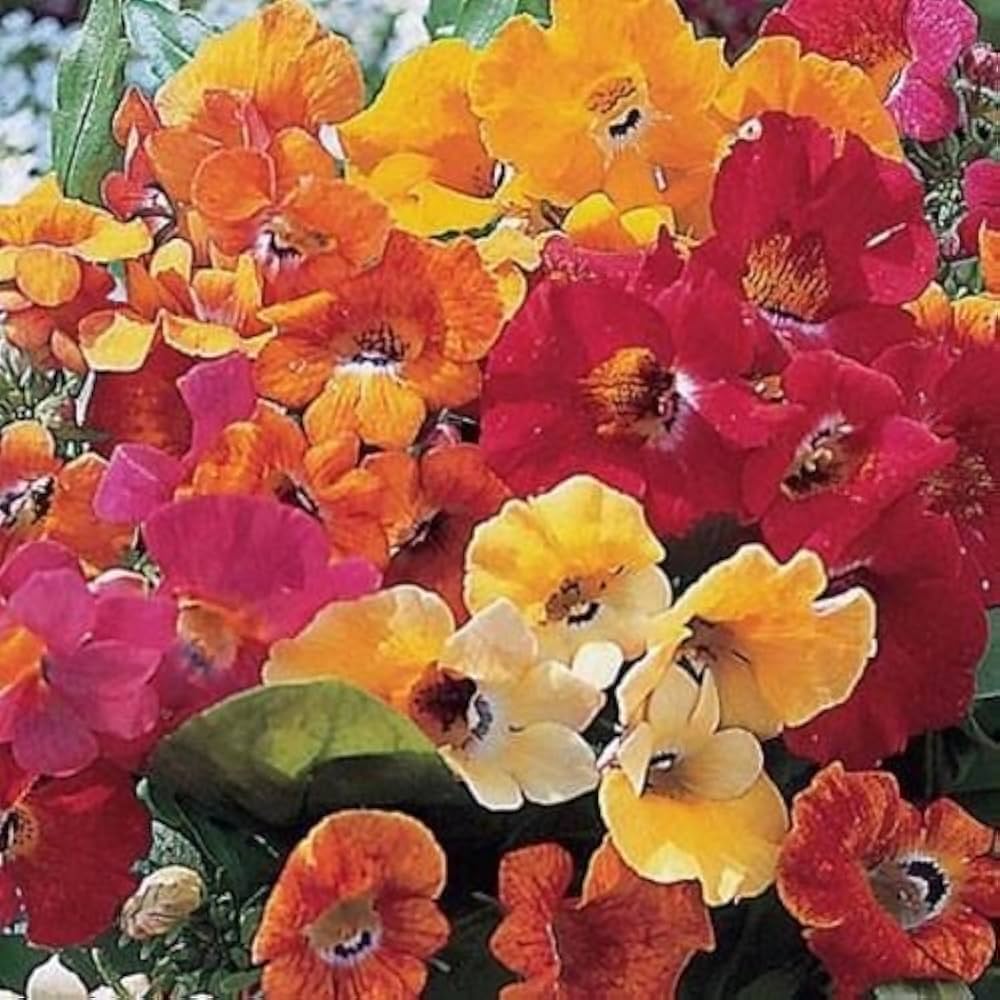 Mixed Nemesia Carnival Flower seeds for Planting - Bright Blooms, Heirloom & GMO Free Seeds for Home Garden
 
 Sale seeds for planting in home garden
