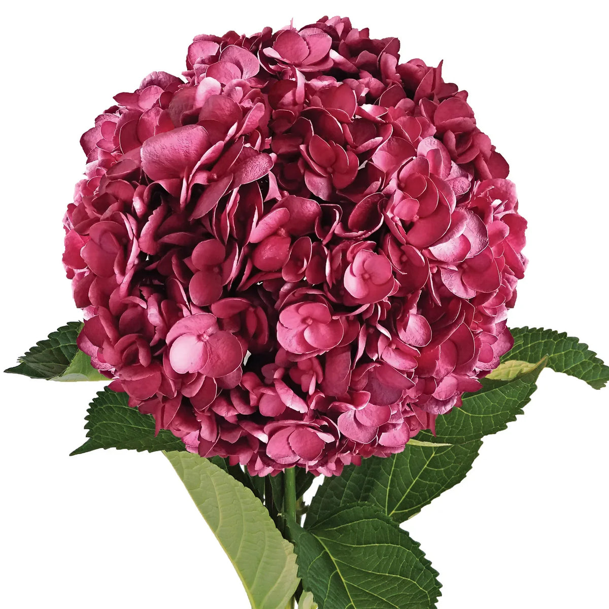 Hydrangea Flower Seeds Burgundy Flower seeds for Planting Cottage Garden Essential Heirloom & GMO Free Seeds for Home Garden
 
 Sale seeds for home garden planting