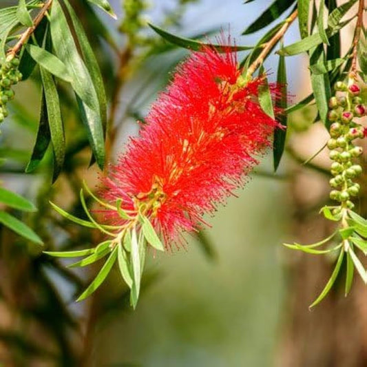 Callistemon Flower seeds for Planting Perfect for Borders Heirloom & GMO Free Seeds for Home Garden 
 
 Sale seeds for home garden planting