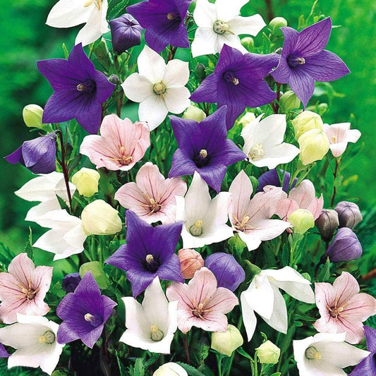 Mixed Balloon Flower seeds for Planting Seasonal Bloomer Heirloom & GMO Free Seeds for Home Garden 
 
 Sale seeds for home garden planting