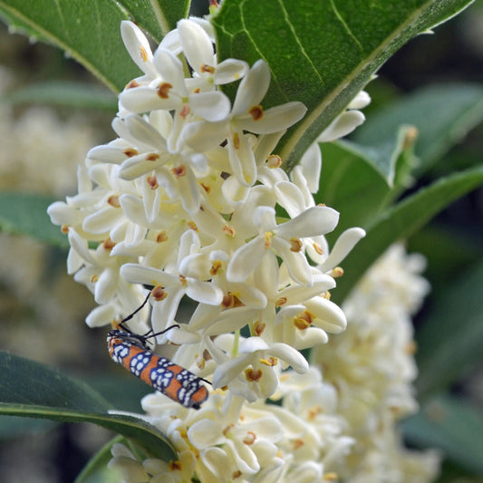 Osmanthus Flower seeds for Planting Cottage Garden Essential Heirloom & GMO Free Seeds for Home Garden 
 
 Sale seeds for home garden planting