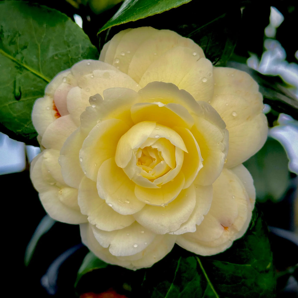 Camellia Light Yellow Flower seeds for Planting - Cut Flower Favorite, Heirloom & GMO Free Seeds for Home Garden
 
 Sale seeds for planting in home garden