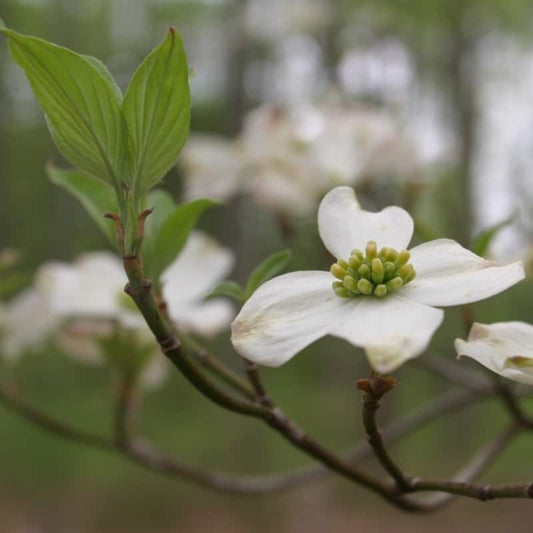 Cornus Flower seeds for Planting Low Maintenance Heirloom & GMO Free Seeds for Home Garden 
 
 Sale seeds for home garden planting