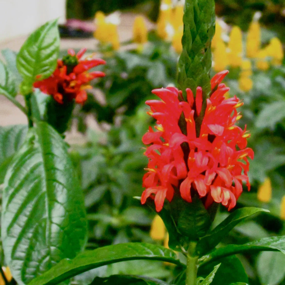 Red Pachystachys Flower seeds for Planting - Perfect for Borders, Heirloom & GMO Free Seeds for Home Garden
 
 Sale seeds for planting in home garden
